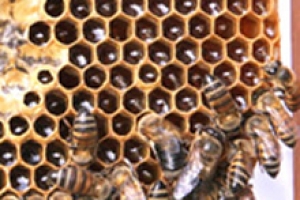 Desaparecimento de abelhas no hemisfério norte intriga cientistas